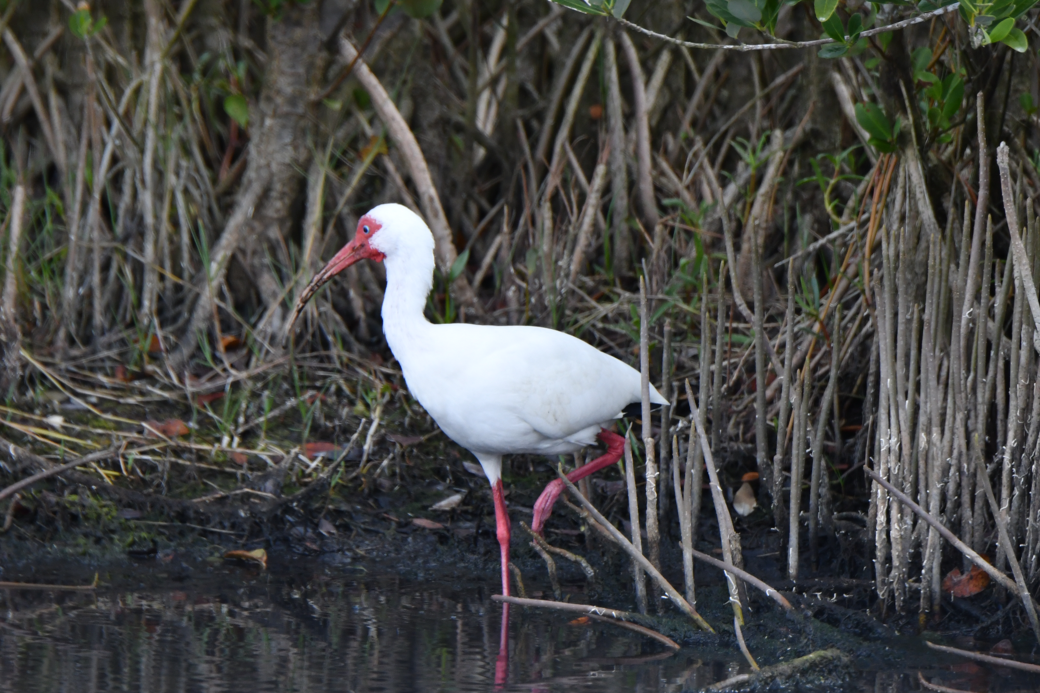 Witte Ibis